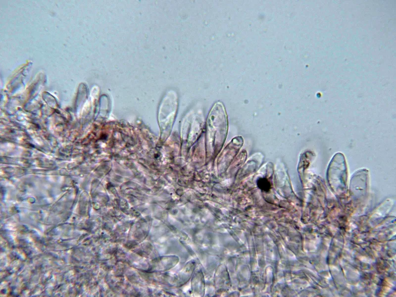 Baeospora myosura 10 - Queilocistidios-004